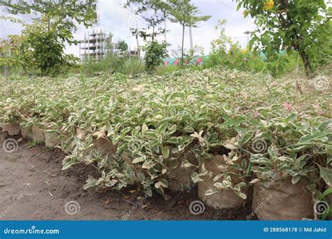 Euphorbia Tithymaloides (Zig Zag Plant on Farm Stock Photo - Image of ...