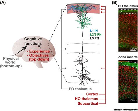 Probing top-down information in neocortical layer 1: Trends in Neurosciences