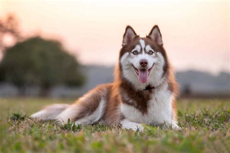 Brown Siberian Husky Puppies