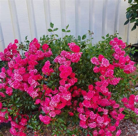 BUY ROSES I Best Prices And Fast Delivery‎ I Mainaam Garden