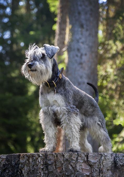 Large Dogs With Beards Dog Breeds With Beards | The Smart Dog Guide