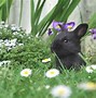 Image result for Spring Background 4K Animals