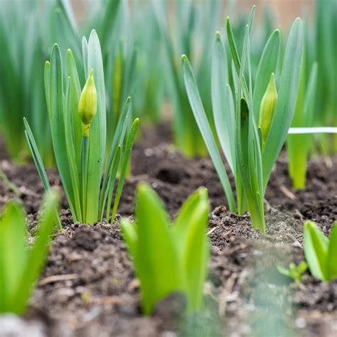 Image result for Planting Bulbs for Spring