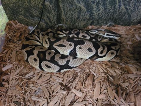 Image result for Ball Python Weights