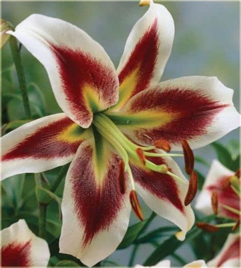 Siviga® Asiatic lily flower bulbs for Your Garden | brown with white ...