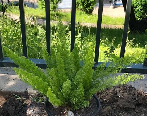 Do Ferns Need Sun Or Shade at Betty Mcclusky blog