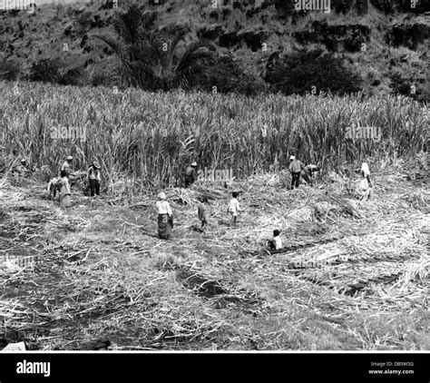 Field Worker Harvesting Sugar Cane High Resolution Stock Photography and Images - Alamy