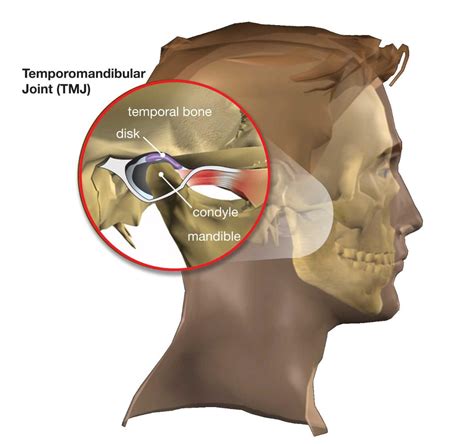 Temporamandibular Joint Syndrome (TMJ) | Ears & Diving - DAN Health ...