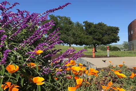 Spring Comes to the CSU ! | CSU