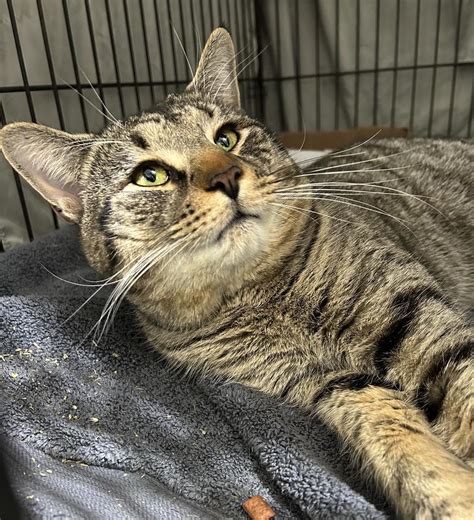 Homeless Cat Project Westfield