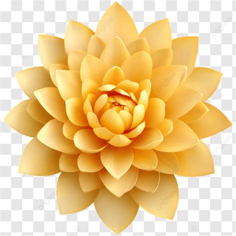 Radiant Golden Flower With Petals, Lotus, Golden Flower, Petals PNG ...