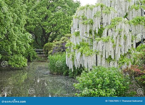 White Wisteria flower. stock image. Image of destination - 73667005