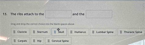 Solved: The ribs attach to the and the Drag and drop the correct choice ...