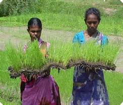 Crop Production :: Rice :: System of Rice Intensification (SRI)