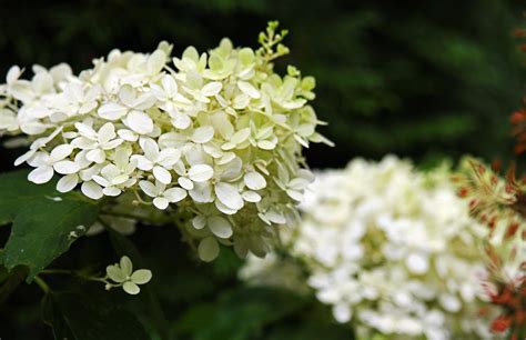Do Deer Eat Hydrangeas?