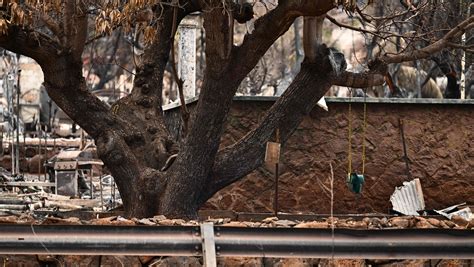 Video falsely claims Trump visited Maui amid wildfires| Fact check