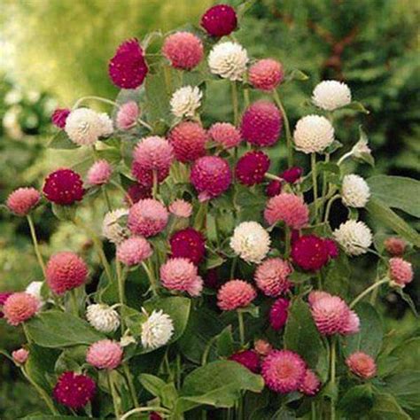 Top 10 Plants Proven to Attract Butterflies | Nurserylive