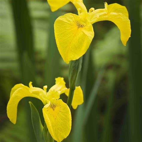 9 Top Types of Iris for the Flower Garden