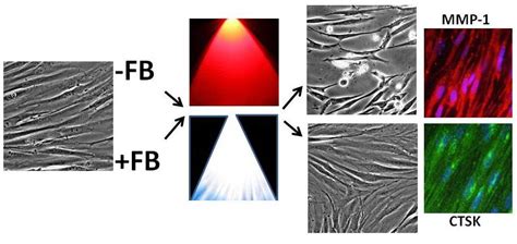 Fernblock Prevents Dermal Cell Damage Induced by Visible and Infrared A ...