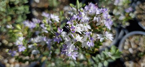 Hebe pimeleoides - Maryflower