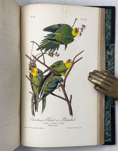 Audubon's Complete Birds of America | AraderBooks