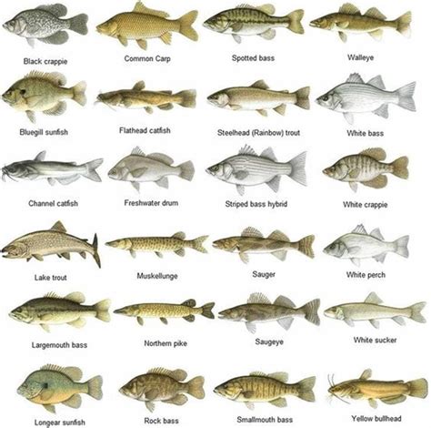 Lake Erie Fish Species Chart - Educational Chart Resources
