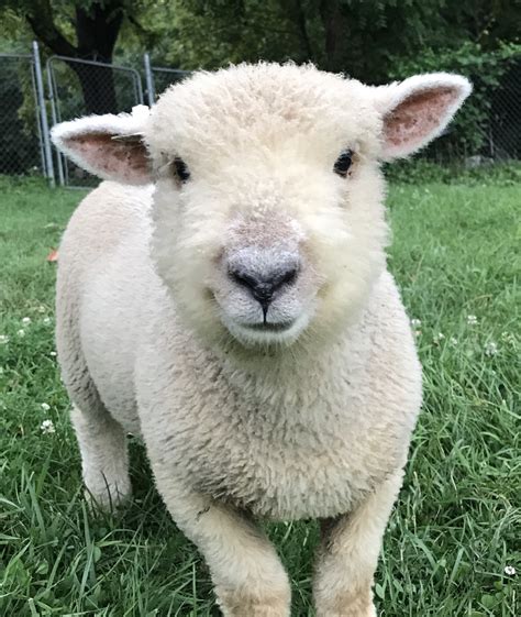 Miniature Sheep Breeds