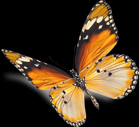 Orange Black Butterfly