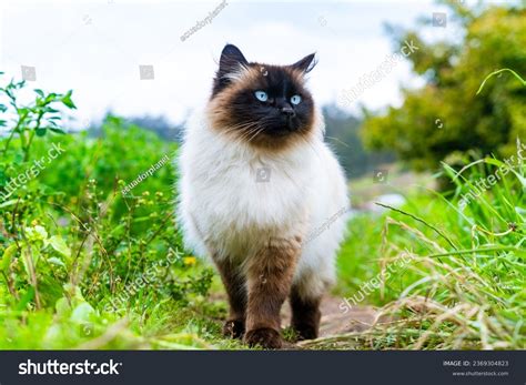Male Specimen Siamese Himalayan Persian Cat Stock Photo 2369304823 ...