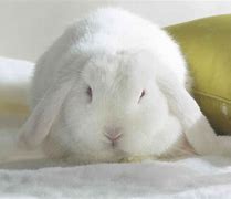 Image result for Fall Cute Bunny White