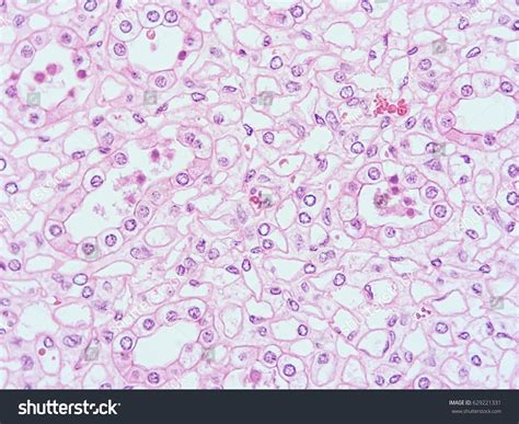Simple Cuboidal Epithelium Under Microscope