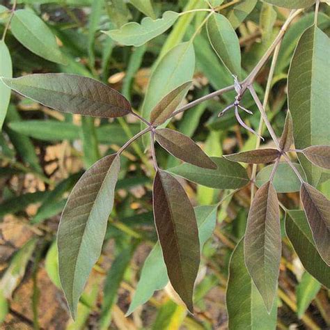 Buy Medicinal Forestry Seeds online from Nurserylive at lowest price.