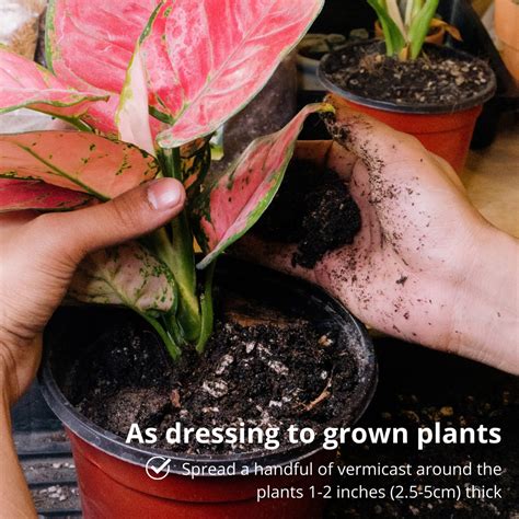 Worm Casting Fertilizer