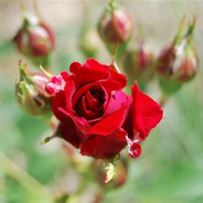 红玫瑰花微信头像 妖艳的红玫瑰花图片-个性头像