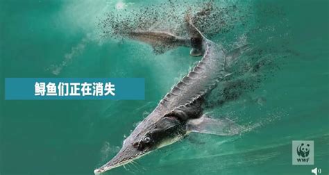 再见，中国“淡水鱼之王”！长江白鲟被正式宣布灭绝，上一次被发现是在2003年大年初一…… | 每经网
