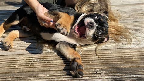 Are dogs ticklish? | PetsRadar
