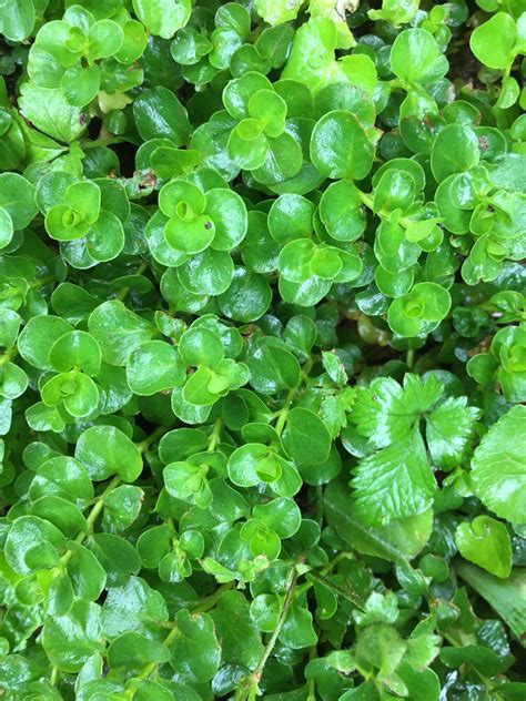 Creeping Jenny ground cover hanging basket perennial 20 | Etsy
