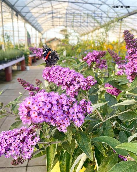 7 Beautiful Flowers that Will Attract Butterflies to Your Garden ...