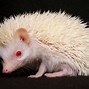 Image result for Baby Hedgehog