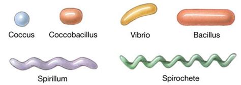 Image result for Color Scale for Lab Experiments