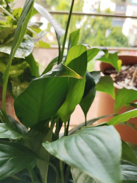 Peace Lily Light Requirements For Better Growth - My Dear Plants