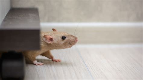 What Do Gnats Look Like? | Miche Pest Control