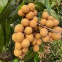 ADANNAYA Ruby Longan Plant, Ping Pong Longan Plant Price in India - Buy ...
