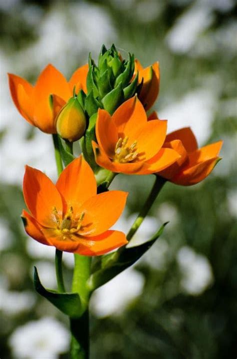 RADHA KRISHNA AGRICULTURE? Ornithogalum flower bulbs | chincherinchee ...