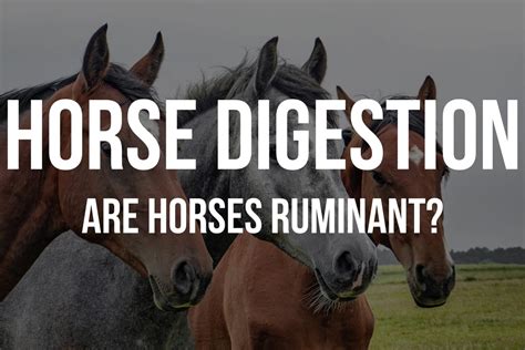 Are Horses Ruminant Animals? – Dream Horse