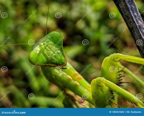 Close Up Face of a Praying Mantis Stock Photo - Image of close, praying ...