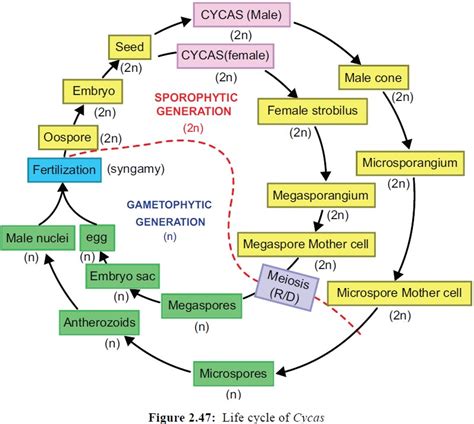 Image result for Computer Science Development Process and Tool
