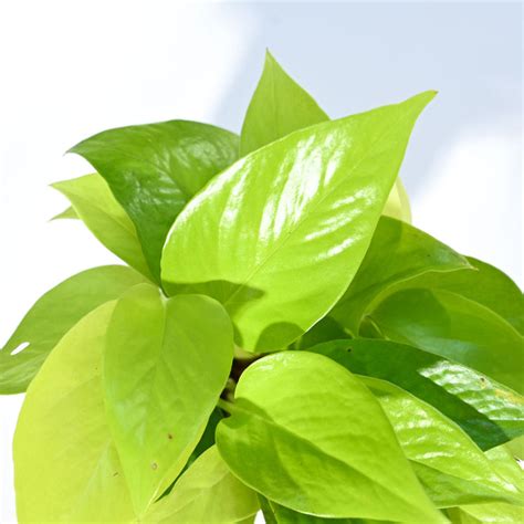 Buy Golden Money Plant (Epipremnum Aureum) for Air Purification & Lush ...
