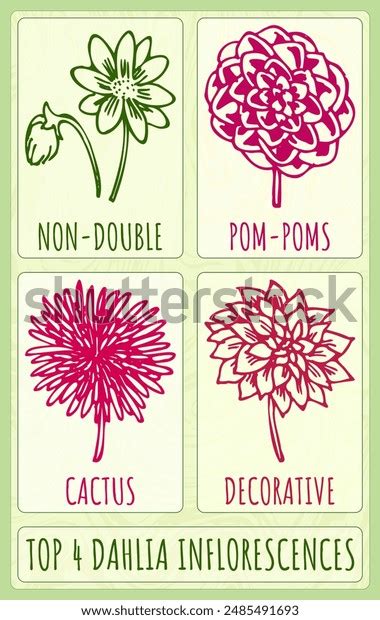 Image result for How to Draw Inflorescences