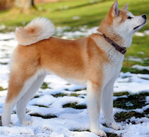 Akita Inu vs. Shiba Inu: Unraveling the Differences Between These Japanese Breeds